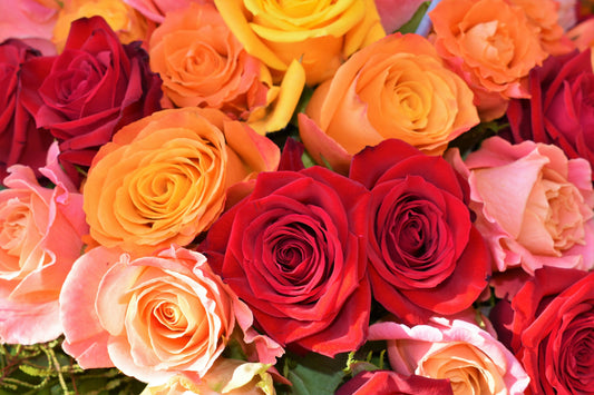 Valentine's Day Roses
