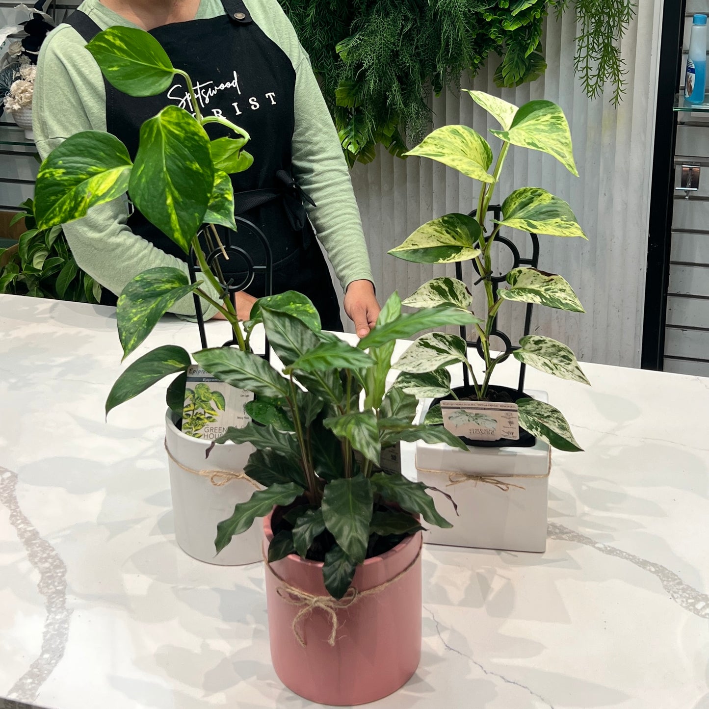 Indoor Plants With Ceramic